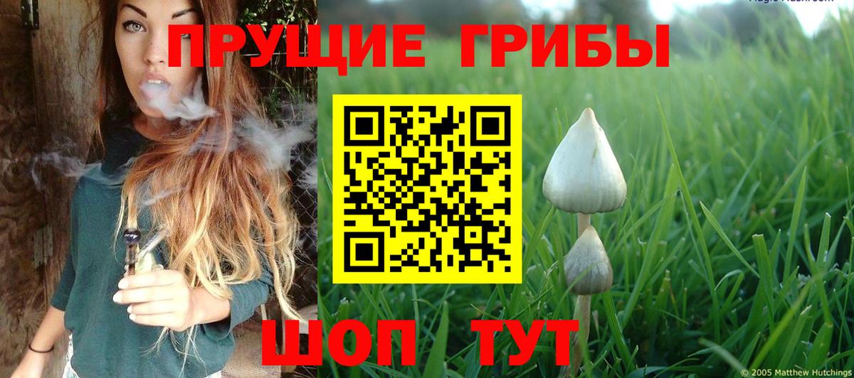 Мичуринск  Псилоцибиновые грибы Psilocybine cubensis  Вход с VPN 